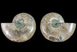 Thick, Cut & Polished Ammonite Fossil - Madagascar #148048-1